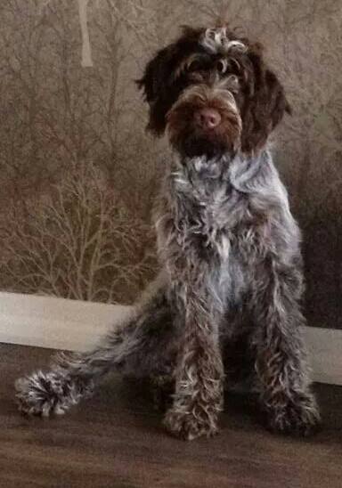 Wirehaired pointing griffon outlet puppy for sale